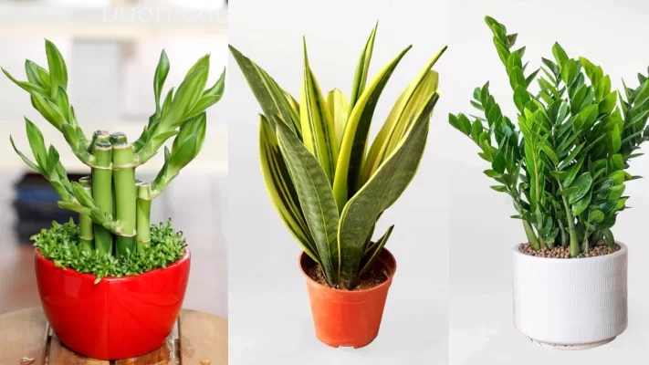 Cách Bố Trí Cửa Chính Để Đón Tài Lộc Vào Nhà 4 Một số loại cây giúp tăng tài lộc khi đặt gần cửa chính-Cách bố trí cửa chính